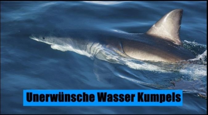 5 wo sind diese tiere kite-blog kitemallorca kitekurse-im-august