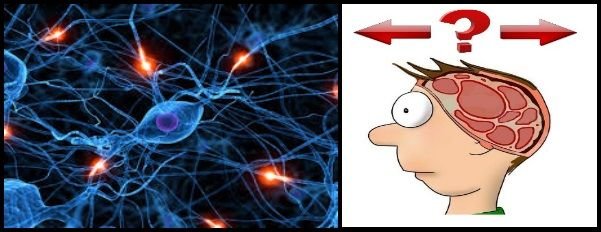 links oder rechts Niemand weiß, wie lange es dauert, bis sich Gedanken bilden